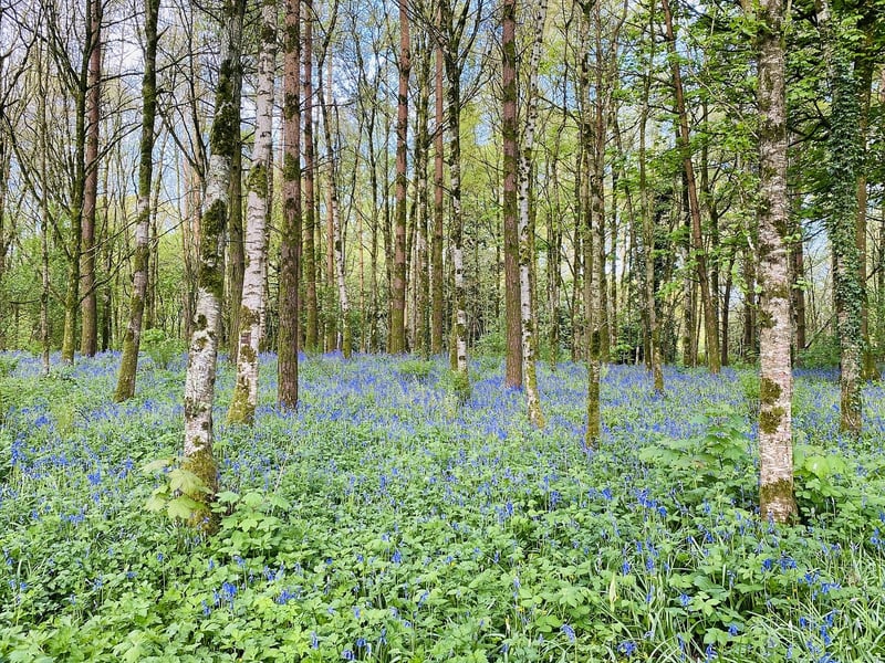 Whimsical Woodland Clearings