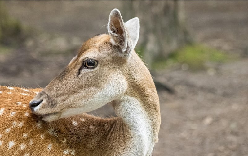 Woodland Centerpiece